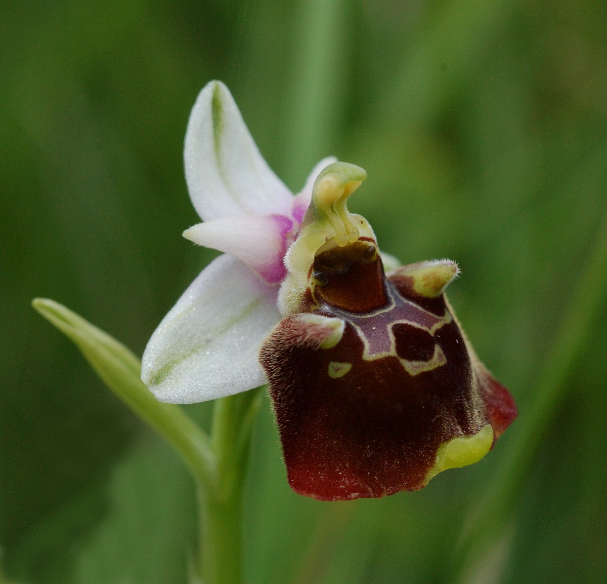Ophrys holoserica